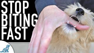 5 Ways You Are Making The Puppy Biting Worse [upl. by Winonah]