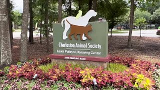 Charleston County and Charleston Animal Society continue negotiations after expired contract [upl. by Athalia]