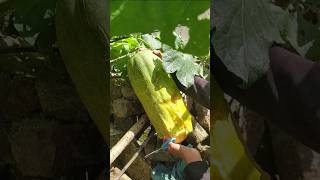 Best ever Harvesting video from my kitchen Garden shorts viralshorts [upl. by Richey]