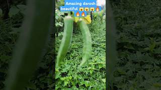 Amazing darosh gass 😱😱😱☠️🍏🌶🫑🍐🔥shorts gardeningfruitbeautiful utubeshorts naratorbeautiful [upl. by Julian661]