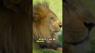 Lions The Social Cats of the Savanna facts animalfacts [upl. by Strephonn825]