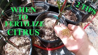 2 Simple Tips  When To Fertilize Your Citrus Trees [upl. by Adriell]