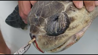 Plastic Straw Removed From A Sea Turtles Nostril Short Version [upl. by Eissirhc]