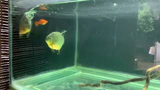 Piranha live feeding  breakfastswordtail [upl. by Sihtam]