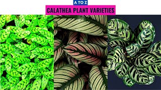 Calathea Plant Varieties A to Z [upl. by Gaylene]