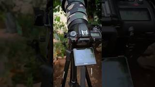 Nikon d7500 photography with Nikon 200500 mm lens  Red Vented Bulbul Chicks nikon birds [upl. by Benedict]