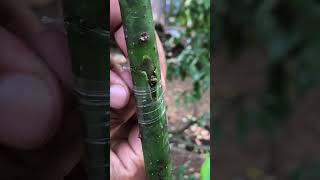 Effective budding methods for avocados gardening graftshortsvideo grafting [upl. by Tristis]