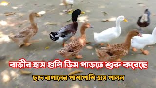 পারিবারিক পুষ্টির চাহিদা পুরনের জন্য হাস পালন শুরু করুন  Has palon haspalon হাসপালন egg [upl. by Good]