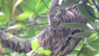 Brownthroated Sloth moving around Bradypus variegatus [upl. by Dihsar]