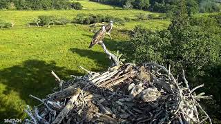 Bywyd Gwyllt Glaslyn Wildlife  Ffrwd Byw  Live Stream 2 [upl. by Atnahsa]