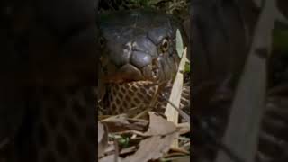 king cobra eating another snake [upl. by Nwahsat245]