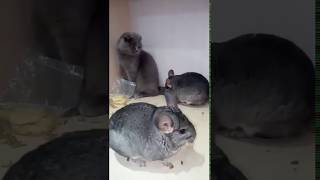 Chinchilla fighting with cats [upl. by Aileek]