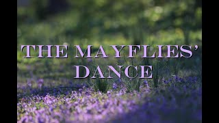 The Mayflies Dance [upl. by Ziagos541]