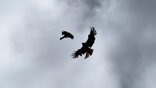 Red Kites Vs Crows [upl. by Rahel269]