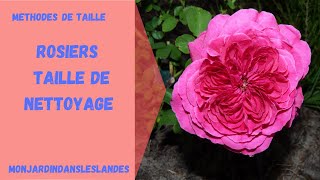 Taille de nettoyage des rosiers  Monjardindansleslandes [upl. by Cletis]