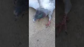 আমার কবুতর বুঝি পাগল হইছেcrazy pigeon 2024 [upl. by Sivraj946]