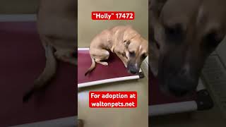 “Holly” GSDDogo for adoption at waltonpetsnet in Monroe GA [upl. by Adnalor]