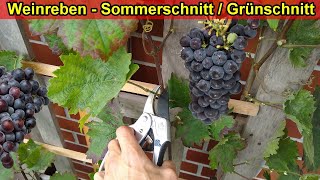 Weinreben schneiden amp ausputzen im Sommer Weinrebe Sommerschnitt  Grünschnitt Anleitung [upl. by Pooi]