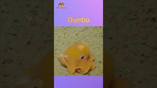 This Octopus Is As Cute As A Dumbo [upl. by Nwahsek]