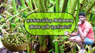 Why Sale High Rate in Cardamom  ஏலக்காய் அதிக விலைக்கு விற்பதன் காரணம் என்ன [upl. by Drida]