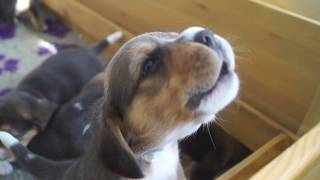 CUTE 3 weeks old BEAGLE PUPPIES HOWLING [upl. by Assehc]