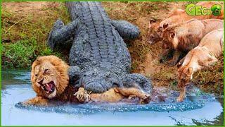 OMG Lion Was Attacked And Killed By A Crocodile Right In Its Territory What Happens Next [upl. by Reagan]