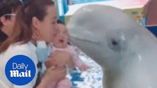 Baby bursts into tears after being kissed by beluga whale  Daily Mail [upl. by Ardiek]