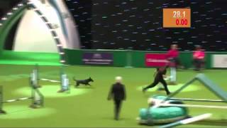 Fenton the dog at Crufts Dog Show [upl. by Lankton]