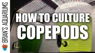 How to Culture Copepods [upl. by Llenehc966]