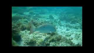 SS Breconshire Shipwreck quotThe Boilerquot Ocean Grill Vero Beach [upl. by Haila877]