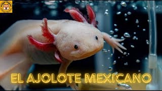 El Magnífico Ajolote Mexicano [upl. by Justen]