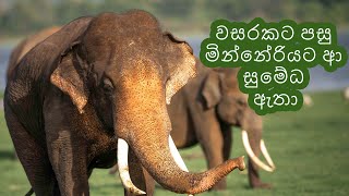 වසරකට පසු මින්නේරියට ආ සුමේධ ඇතා  Arrival of Tusker Sumedha to the Minneriya Park After One Years [upl. by Nnayrrehs]