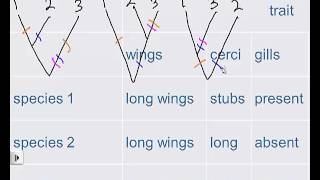 cladograms [upl. by Yelhsa731]