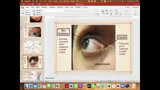 Conjunctiva anatomy amp infections [upl. by Vanhook]