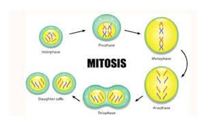 Cell cycle Video No 93 [upl. by Thurnau]