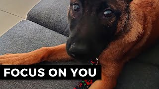 How To Get Your Dog To Focus On You  Puppy Training Eye Contact  Malinois [upl. by Hodgson]