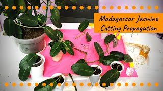 Madagascar Jasmine Propagation Through Cuttings  4 ways  Part II [upl. by Sherborn]