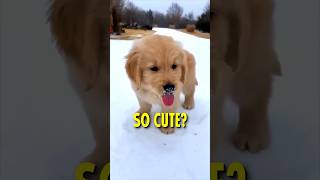 Why Golden Retrievers are so popular [upl. by Krusche]