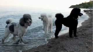 Standard Poodles Have Fun at the Beach [upl. by Mcknight]