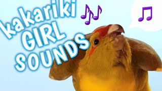 The sound only female kakarikis make 🐥🎶 [upl. by Ramilahs]