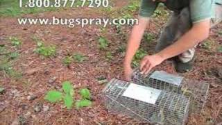 3 Squirrel Released from live traps [upl. by Sitoiganap474]