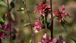 Clarkia  California Native Garden  Ep15 [upl. by Phillis]