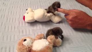 Baby Monkey Marmosets Playing [upl. by Etnuahs]