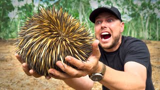 SPIKED by an Echidna [upl. by Stinky]