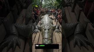 Giant 29Foot Crocodile Caught on Camera  Lolongs Brother  Must Watch Shorts [upl. by Zindman550]