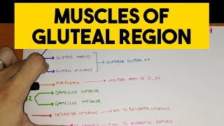 Gluteal Region  1  Muscles with their Nerve Supply and Action [upl. by Felty970]