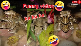 Frogs catching just make you laugh  Funny Frog jumping 🛑LIVE 🎞️🎥 [upl. by Nomelc261]