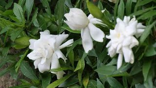 How to Prune Potted Gardenia Pruning My Gardenia Plant [upl. by Eca700]