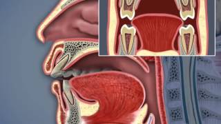 Airway and TMJ [upl. by Hanny493]