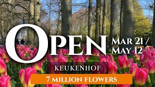 Keukenhof Flower Garden🌷 OPEN Mar 21 2024 🌷 7 Million Flowers [upl. by Aba]